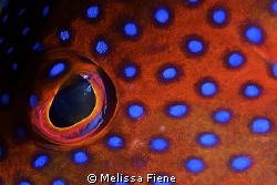 An abstract image of a coral trout eye. Nikon D300 Sea & ... by Melissa Fiene 